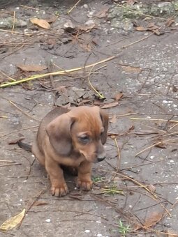 Predám šteniatka jazvečika. - 4