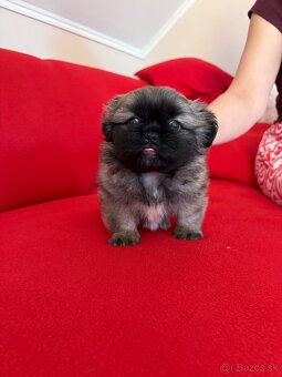 Pekinský palácový psík - 4