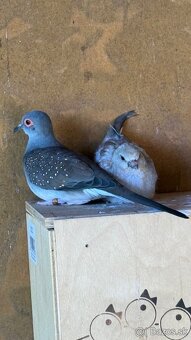 Holúbok diamantový - šedý / hnedý - 4