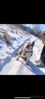 American bully pocket - 4