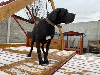 Nemecká doga čierna - KRYTIE - 4