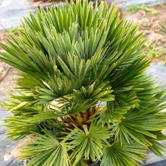 Chamaerops  vulcano X humilis - 4