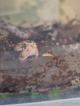 Užovky,rat snake,pavuky - 4