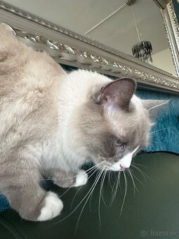 Predám Ragdoll mačíčku - 4