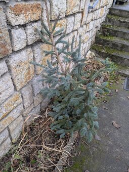 Živý vianočný stromček - 4