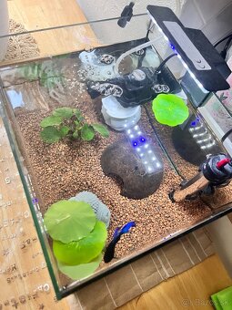 Zariadené Akvárium s bettou bojovnicou - 4
