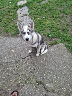 Predám fenku husky čisto krvná - 4