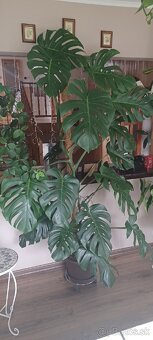 Monstera - 4