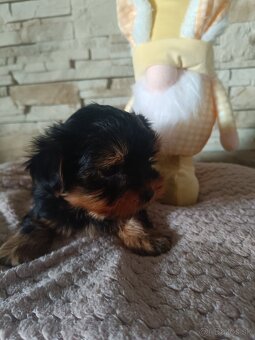 Mini Yorkshire terrier - 4