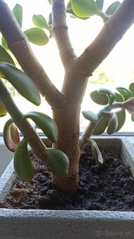 Tučnolist (Crassula ovata) - 4