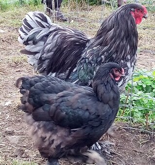 Mladé kohúty brahman - 4