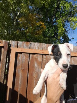 Jack Russell teriér - 4