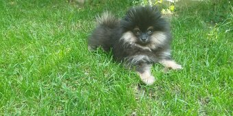 Predám fenku pomeraniana sPP FCI - 4