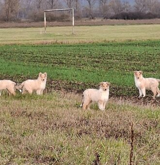 Kólia dlhosrstá - 4