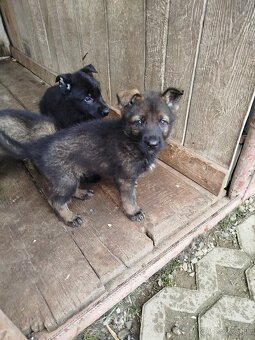 Šteňatá Nemecký ovčiak P.P. - 4