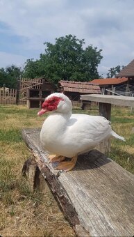 Predám kačky za lacno - 4