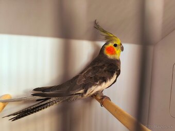 korely výstavný typ - 4