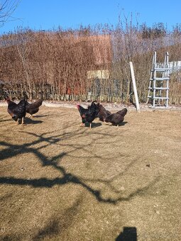 Predám násadove vajíčka. - 4