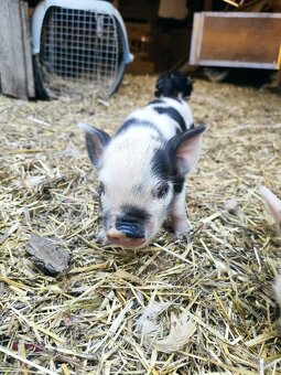 Kune kune - 4