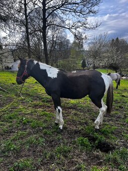 Na Prodej Klisna 50% APH - 4