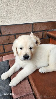 Zlatý retriever - 4
