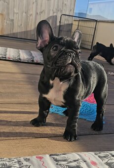 Francúzsky buldoček s PP, FCI - 4