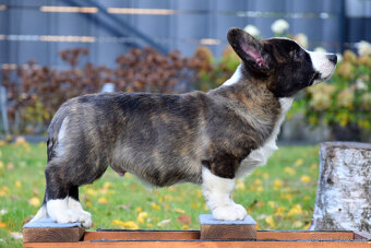 Welsh Corgi Chlapec je pripravený na vyzdvihnutie - 4