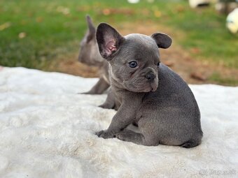 Francúzsky buldoček - 4