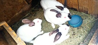 Predám 4 mesačne králiky - 4