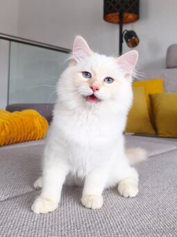 Mačiatka Neva Masquerade - 4