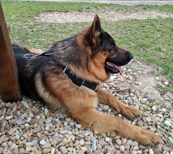 Nemecký ovčiak - krytie - 4