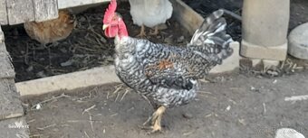 Predám mladé kohúty - 4