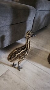 Pštros emu hnedy -mláďatá - 4