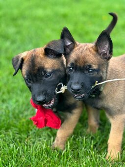 Belgický ovčák Malinois s PP po Edward Ad-Gür - 4