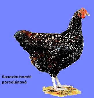 Predám 2 až 7 týždňové čistokrvné kurčatá. - 4