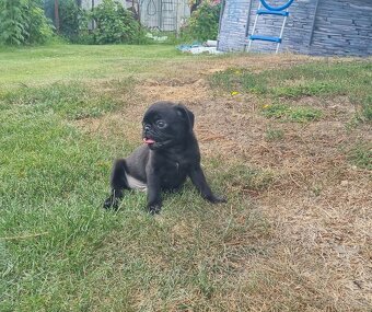 Mops - 4