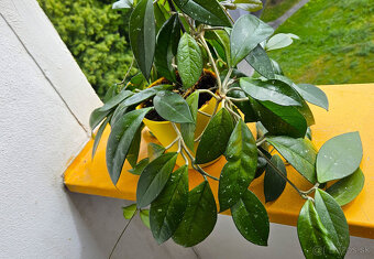 rastlina Hoya carnosa (voskovka) - 4