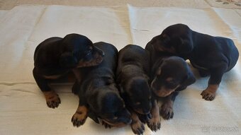 Doberman Šteniatka - 4