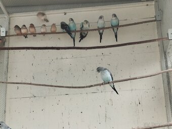 Andulka blackwings,ciernokrydla - 4