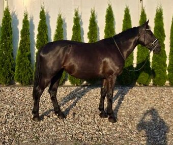 4 ročná kobylka - 4