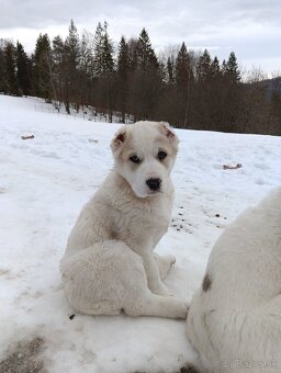 Stredoázijský ovčiak - 4