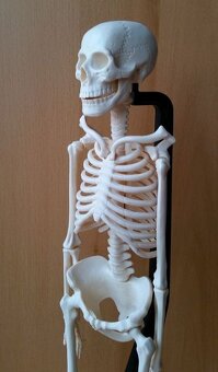 ľudská kostra az 46cm model na stôl - 4