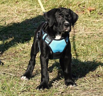 Tosa Inu - kluci k odběru - 4