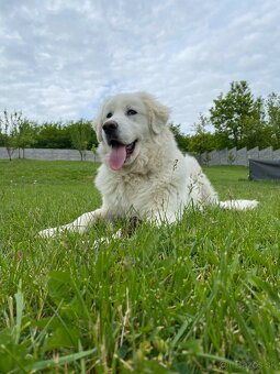 Slovenský čuvač - 4