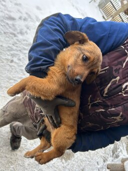 Darujem šteniatko - 4