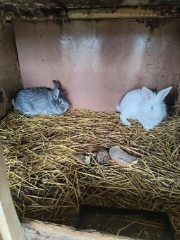 2 samice domácich zajacov - 4