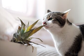 Darujem krásnu mohutnú mačičku Sylvu - 4