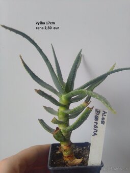 rastliny predaj - 4