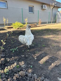 Kohút - hodvabničky - 4