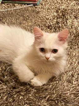 predám biele mačiatka Turecká angora - 4